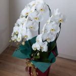 Are Orchids Good Gifts