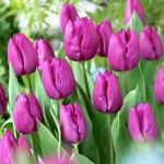 Are Single Early Tulips Perennial