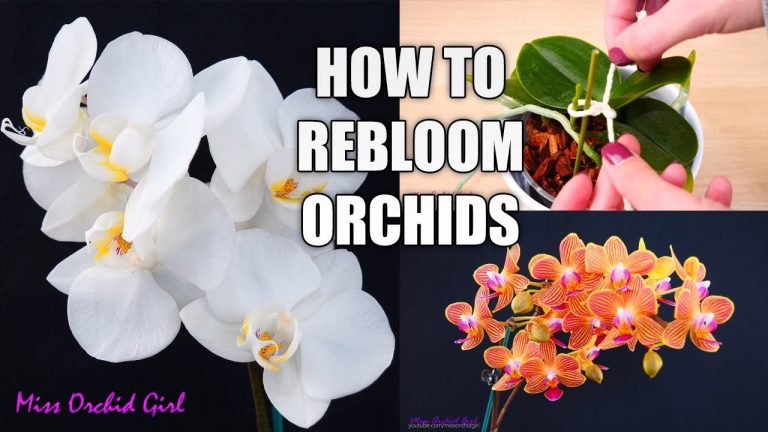 When Do Orchids Die And Bloom