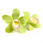 Are Cymbidium Orchids Edible