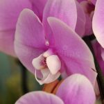 Are Orchids Available in August?