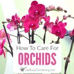 Are Orchids Annual Plants
