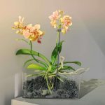 Are Air Roots on Orchids Good