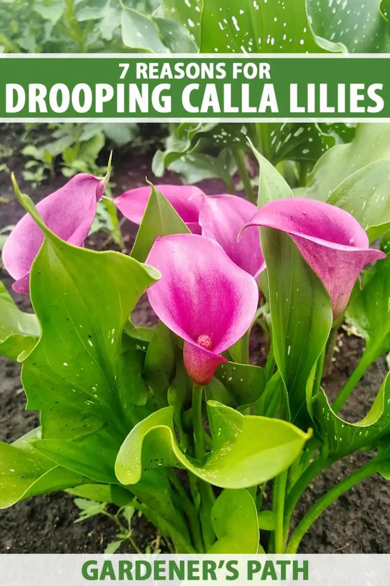 Why is My Calla Lilli Rotting Etems