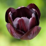 Are Queen of the Night Tulips Perennial