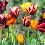 Are Ballerina Tulips Species Tulips
