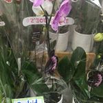 How Much to Water Orchids Trader Joe’S