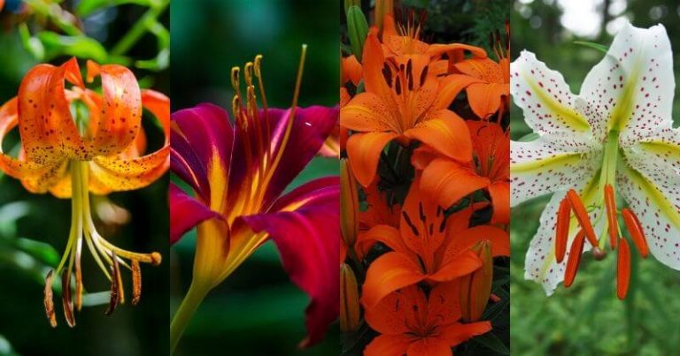 What Type of Lillies are There