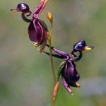 Are Grinning Monkey Orchids Real