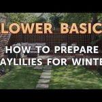 How to Prepare Day Lillies for Winter