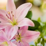 Are Lillies in the Bible