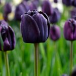Are Black Tulips Natural