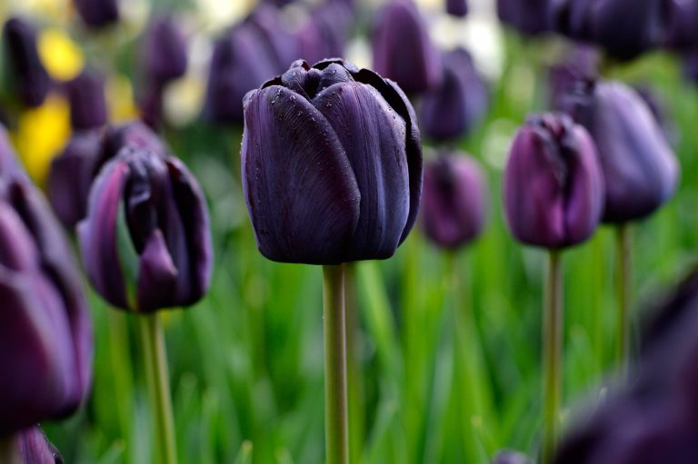 Are Black Tulips Natural