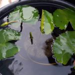 How to Care for Water Lillies