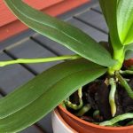 Why Do Orchids Have Green Roots