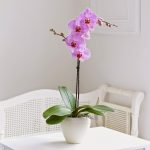 Are Orchids Difficult to Sart from Seed