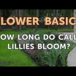 How Long Do Calla Lillies Bloom