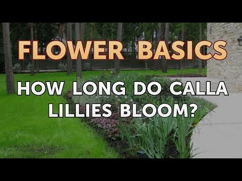 How Long Do Calla Lillies Bloom