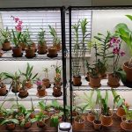 Are Growlights Good for Orchids