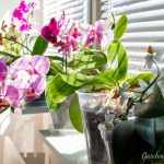 How Much Sunlight Should Orchids Get