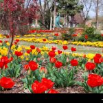 When Do Tulips Bloom in Oklahoma