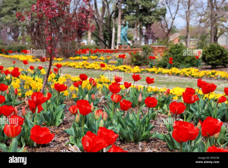 When Do Tulips Bloom in Oklahoma