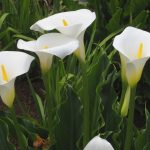 Are Calla Lillies Invasive