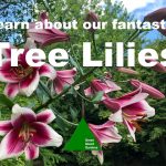 What are Tree Lillies