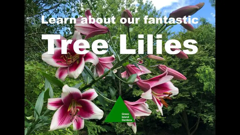What are Tree Lillies
