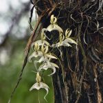 Are Ghost Orchids Rare