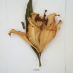 How to Dry Lillies