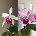 Can Orchids Change Color