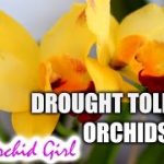 Are Orchids Drought Tolerant
