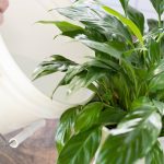 How to Fertalize Lillies