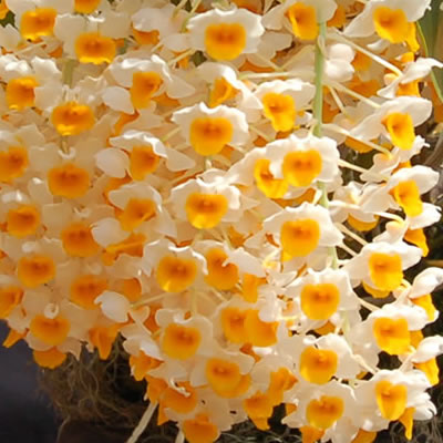 Are Dendrobium Orchids Easy to Grow