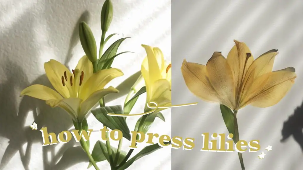 How To Preserve Lillies