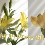 How to Preserve Lillies