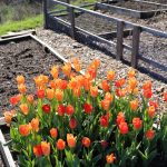 Can You Plant Tulips in Raised Beds