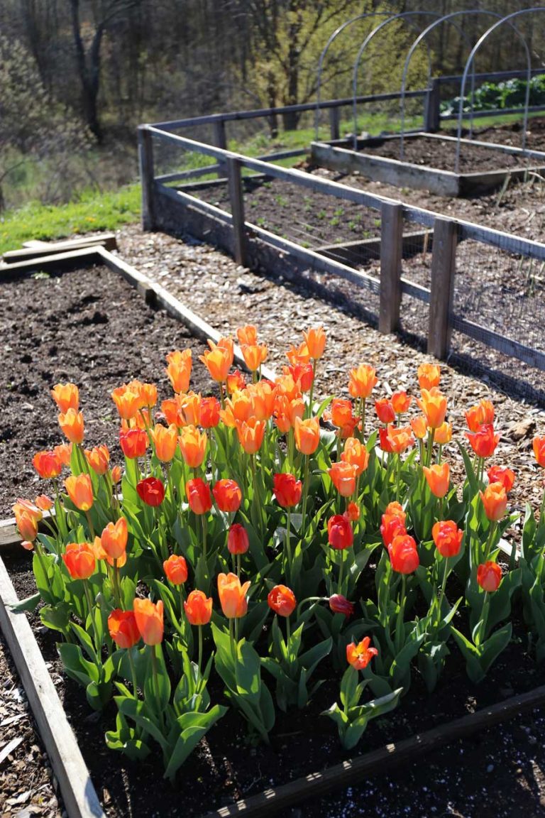 Can You Plant Tulips in Raised Beds