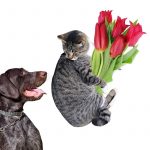 Are Dogs Or Cats Good to Tulips