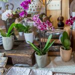 Why Orchids Like Small Pots