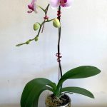 How to Choose Orchids