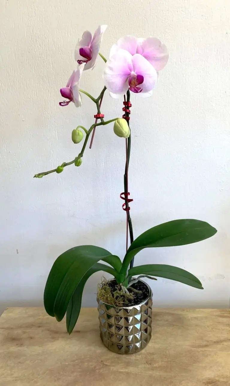 How to Choose Orchids