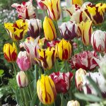 Are Rembrandt Tulips Perennials
