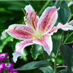 How to Winterize Lillies