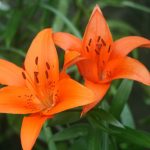 Do Ants Like Tiger Lillies