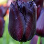Where to Buy Black Tulips
