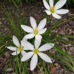 How to Care for Rain Zephr Lillies in the Winter