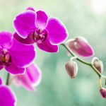 Why Orchids are Important