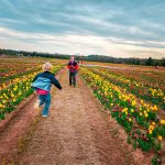 When to Plant Tulips in Va